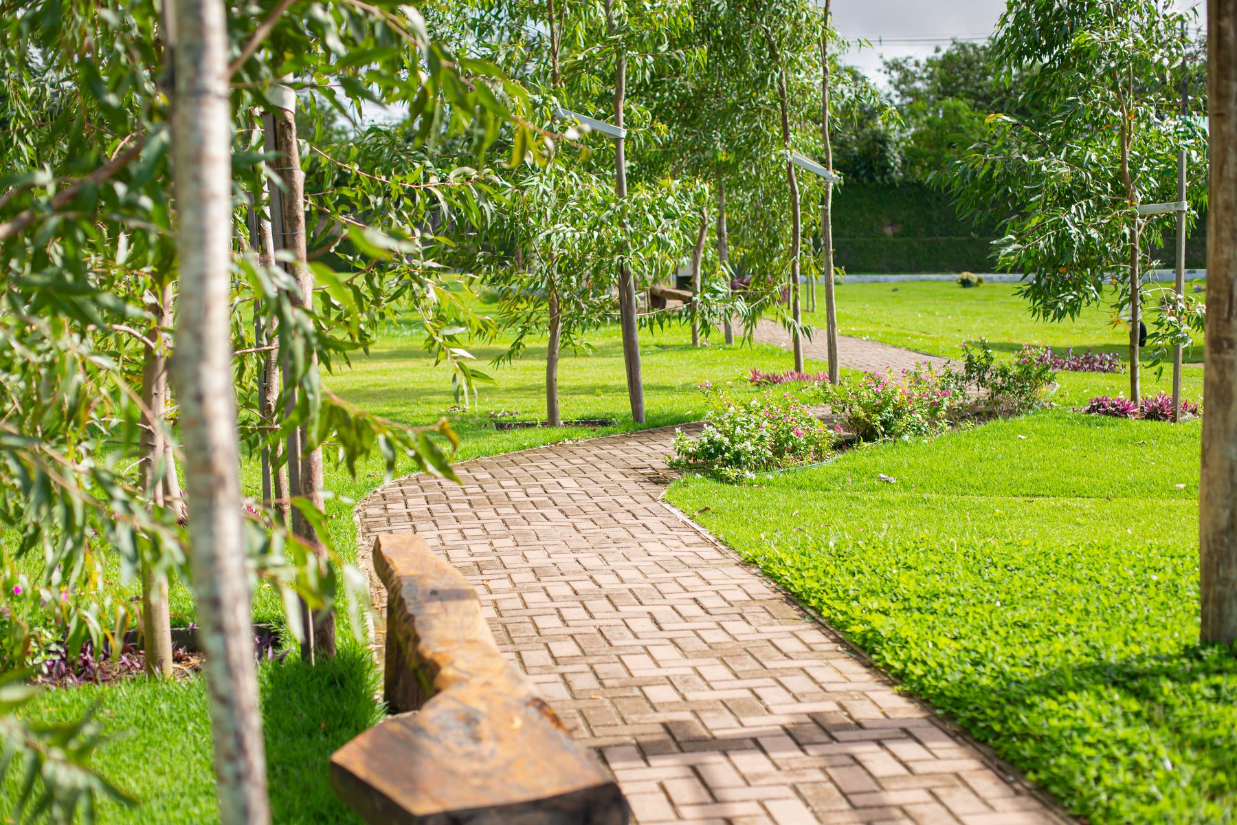 Caminho cercado por eucaliptos no Jardim dos Eucaliptos